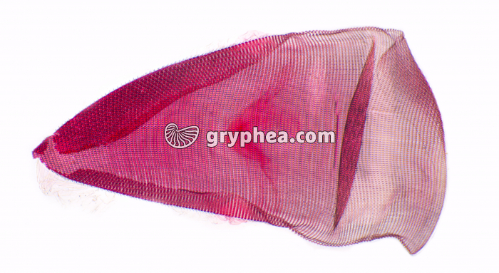 Escargot - Radula entière x5 - gryphea.com